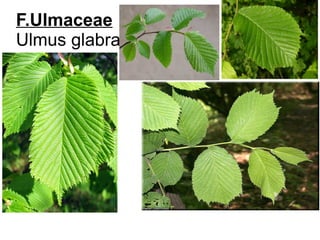 F.Ulmaceae
Ulmus glabra
 