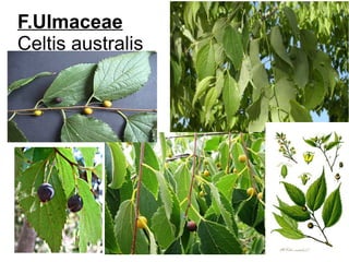 F.Ulmaceae
Celtis australis
 