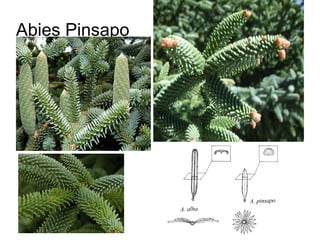 Abies Pinsapo
 