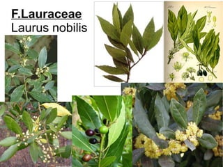 F.Lauraceae
Laurus nobilis
 