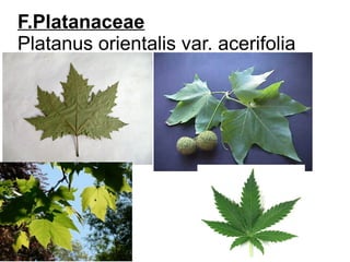 F.Platanaceae
Platanus orientalis var. acerifolia
 