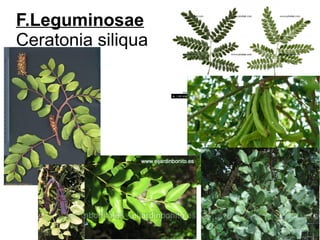 F.Leguminosae
Ceratonia siliqua
 