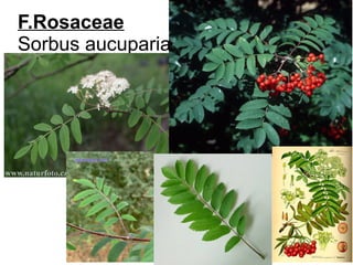 F.Rosaceae
Sorbus aucuparia
 