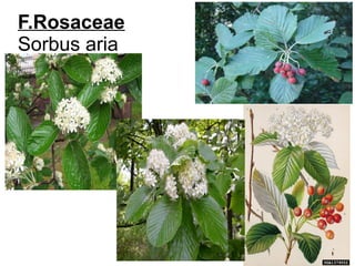 F.Rosaceae
Sorbus aria
 