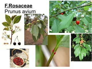 F.Rosaceae
Prunus avium
 