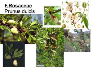F.Rosaceae
Prunus dulcis
 