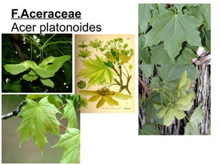 F.Aceraceae
Acer platonoides
 