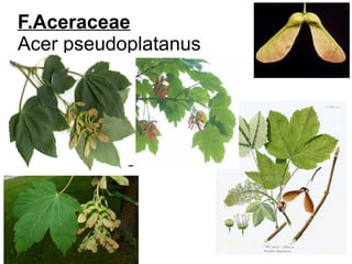 F.Aceraceae
Acer pseudoplatanus
 