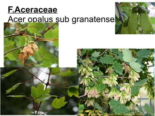 F.Aceraceae
Acer opalus sub granatense
 