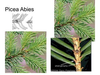 Picea Abies
 