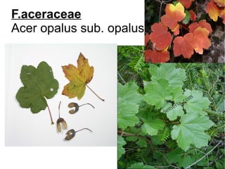 F.aceraceae
Acer opalus sub. opalus
 