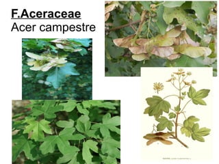 F.Aceraceae
Acer campestre
 