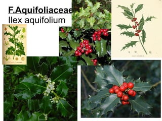 F.Aquifoliaceae
Ilex aquifolium
 