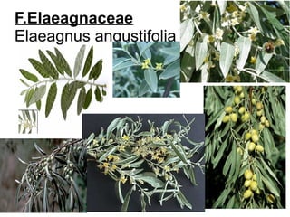 F.Elaeagnaceae
Elaeagnus angustifolia
 