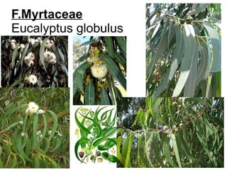 F.Myrtaceae
Eucalyptus globulus
 