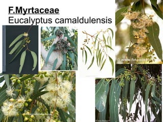 F.Myrtaceae
Eucalyptus camaldulensis
 