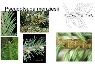 Pseudotsuga menziesii
 
