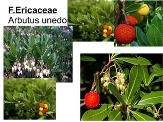 F.Ericaceae
Arbutus unedo
 