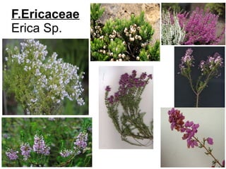 F.Ericaceae
Erica Sp.
 