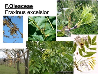 F.Oleaceae
Fraxinus excelsior
 