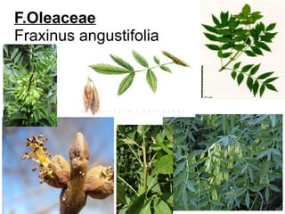 F.Oleaceae
Fraxinus angustifolia
 
