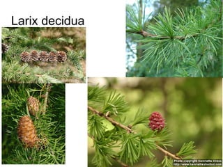 Larix decidua
 