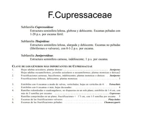 F.Cupressaceae
 