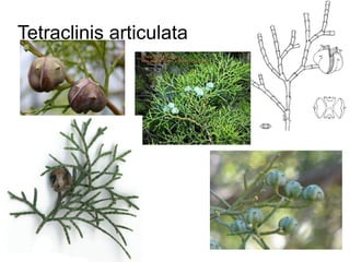 Tetraclinis articulata
 