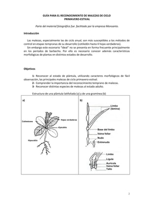 2
GUÍA PARA EL RECONOCIMIENTO DE MALEZAS DE CICLO
PRIMAVERO-ESTIVAL
Parte del material fotográfico fue facilitado por la empresa Monsanto.
Introducción
Las malezas, especialmente las de ciclo anual, son más susceptibles a los métodos de
control en etapas tempranas de su desarrollo (cotiledón hasta 4 hojas verdaderas).
Sin embargo este escenario “ideal” no se presenta en forma frecuente principalmente
en los períodos de barbecho. Por ello es necesario conocer además características
morfológicas de plantas en distintos estados de desarrollo.
Objetivos
1- Reconocer al estado de plántula, utilizando caracteres morfológicos de fácil
observación, las principales malezas de ciclo primavero-estival.
2- Comprender la importancia del reconocimiento temprano de malezas.
3- Reconocer distintas especies de malezas al estado adulto.
Estructura de una plántula latifoliada (a) y de una gramínea (b)
a) b)
Base del limbo
Vaina foliar
Nudo
Entrenudo
Limbo
(lámina)
Limbo
Lígula
Aurícula
Vaina foliar
Tallo
Cotiledones
Hojas verdaderas
Epicótilo
Hipocótilo
 