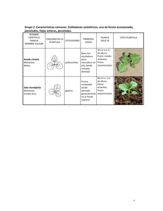 4
Grupo 2 -Características comunes: Cotiledones asimétricos, uno de forma acorazonada,
peciolados, hojas enteras, pecioladas.
NOMBRE
CIENTÍFICO
FAMILIA
NOMBRE VULGAR
ESQUEMA DE LA
PLÁNTULA
COTILEDONES
PRIMERAS
HOJAS
PLANTA
ADULTA
FOTO PLÁNTULA
Anoda cristata
Malváceas
Malva
pubescentes
Base con
escotadura
poco
marcada o sin
ella, borde
crenado-
dentado
30 cm a 1 m
de altura.
Flores rosado-
violáceas,
frutos
esquizocarpos.
Sida rhombifolia
Malváceas
Escoba dura
glabros
Forma
romboidal
borde
dentado
generalmente
en la mitad
superior
80 cm a 1 m
de altura.
Flores
amarillas,
frutos
esquizocarpos.
 