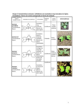 5
Grupo 3 -Características comunes: cotiledones con escotadura muy marcada en el ápice.
Enredaderas. Flores con corola acampanada en forma de embudo.
NOMBRE CIENTÍFICO
FAMILIA
NOMBRE VULGAR
ESQUEMA DE LA PLÁNTULA COTILEDONES
PRIMERAS
HOJAS
PLANTA
ADULTA
FOTO PLÁNTULA
Ipomoea
grandifolia
Convolvuláceas
Bejuco
Escotadura
muy
profunda,
lóbulos con
ápice agudo
Cordiforme
Flores
rosadas-
violáceas.
Ipomoea nil
Convolvuláceas
Bejuco
Escotadura
hasta la
mitad del
cotiledón,
lóbulos con
ápices
redondeados
Trilobada
Flores
azuladas
Ipomoea
purpurea
Convolvuláceas
Bejuco
Escotadura
no llega a la
mitad del
cotiledón, ló-
bulos con
ápices
redondeados,
bordes del
coti-ledón
paralelos
Cordiforme
Flores
violáceas,
rosadas o
blancas.
Ipomoea
rubriflora
Convolvuláceas
Bejuco
Escotadura
en forma de
ángulo
obtuso,
lóbulos con
ápice agudo
Cordiforme
Flores
rojas
 