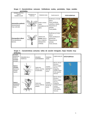 6
Grupo 4 -Características comunes: Cotiledones ovales, peciolados. Hojas ovoides
pecioladas.
NOMBRE CIENTÍFICO
FAMILIA
NOMBRE VULGAR
ESQUEMA DE LA
PLÁNTULA
PRIMERAS HOJAS PLANTA ADULTA FOTO PLÁNTULA
Amaranthus quitensis
Amarantáceas
Yuyo colorado
Envés a veces
rojizo.
Escotadura en el
ápice.
De 20 cm a 2 m de
altura.
Flores verdosas,
castañas o rojizas,
dispuestas en
panojas.
Fruto pixidio.
Chenopodium album
Chenopodiáceas
Quinoa
Lámina con
pruína, que le
da un aspecto
blanquecino
brillante
De 20 cm a 2 m de
altura.
Flores verdosas en
glomérulos
dispuestos en
panojas.
Fruto utrículo.
Grupo 5 - Características comunes: tallos de sección triangular, hojas lineales muy
brillantes.
NOMBRE
CIENTÍFICO
FAMILIA
NOMBRE
VULGAR
ESQUEMA DE LA
PLÁNTULA
ORGANOS
SUBTERRÁNEOS
PRIMERAS
HOJAS
PLANTA ADULTA FOTO PLÁNTULA
Cyperus
rotundus
Ciperáceas
Cebollín,
negrillo.
Tubérculos
leñosos, amorfos
encadenados.
Lineales,
brillantes, 2-
4mm de
ancho
De 15 a 45 cm
de altura.
Flores: espigas
con 4-9
espiguillas,
castaño-rojizas.
Fruto aquenio.
Perenne
Cyperus
esculentum
Ciperáceas
Chufa
Tubérculos
tiernos, esféricos
aislados.
Lineales,
brillantes, 5-
10 mm de
ancho
De 15 a 50 cm
de altura.
Flores: espigas
con 3-5
espiguillas
amarillo-pajizo o
castaño-
amarillento.
Fruto aquenio.
Perenne.
 
