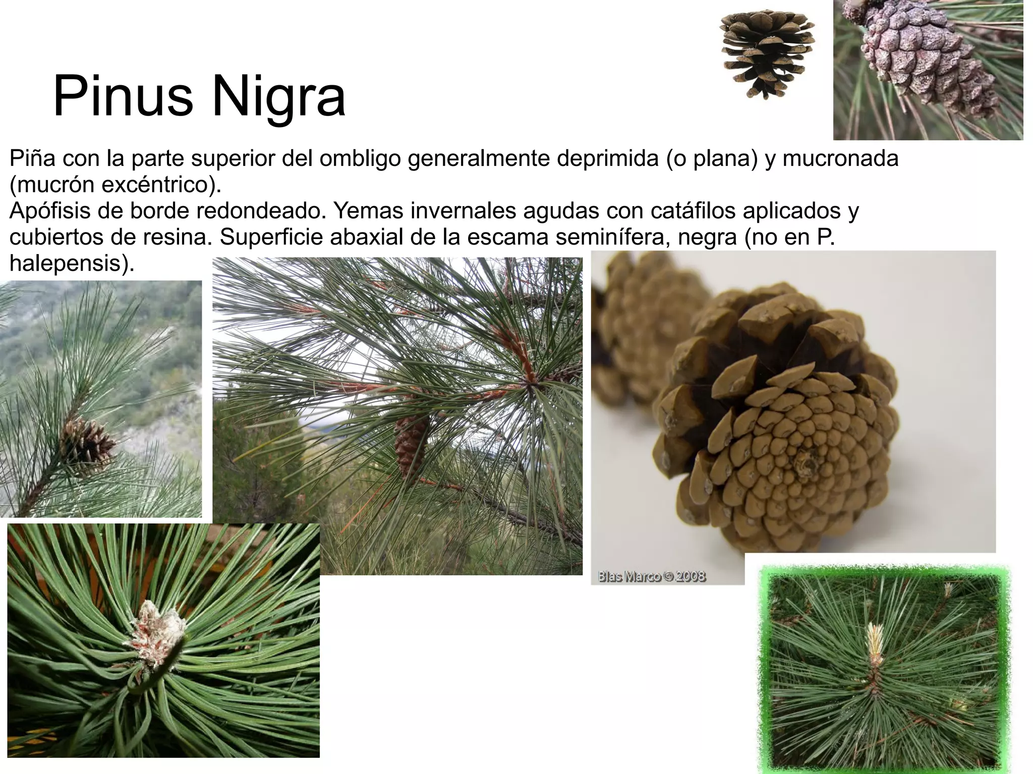 Pinaceae Genera Reconocimiento pinaceae genero pinus | PPT