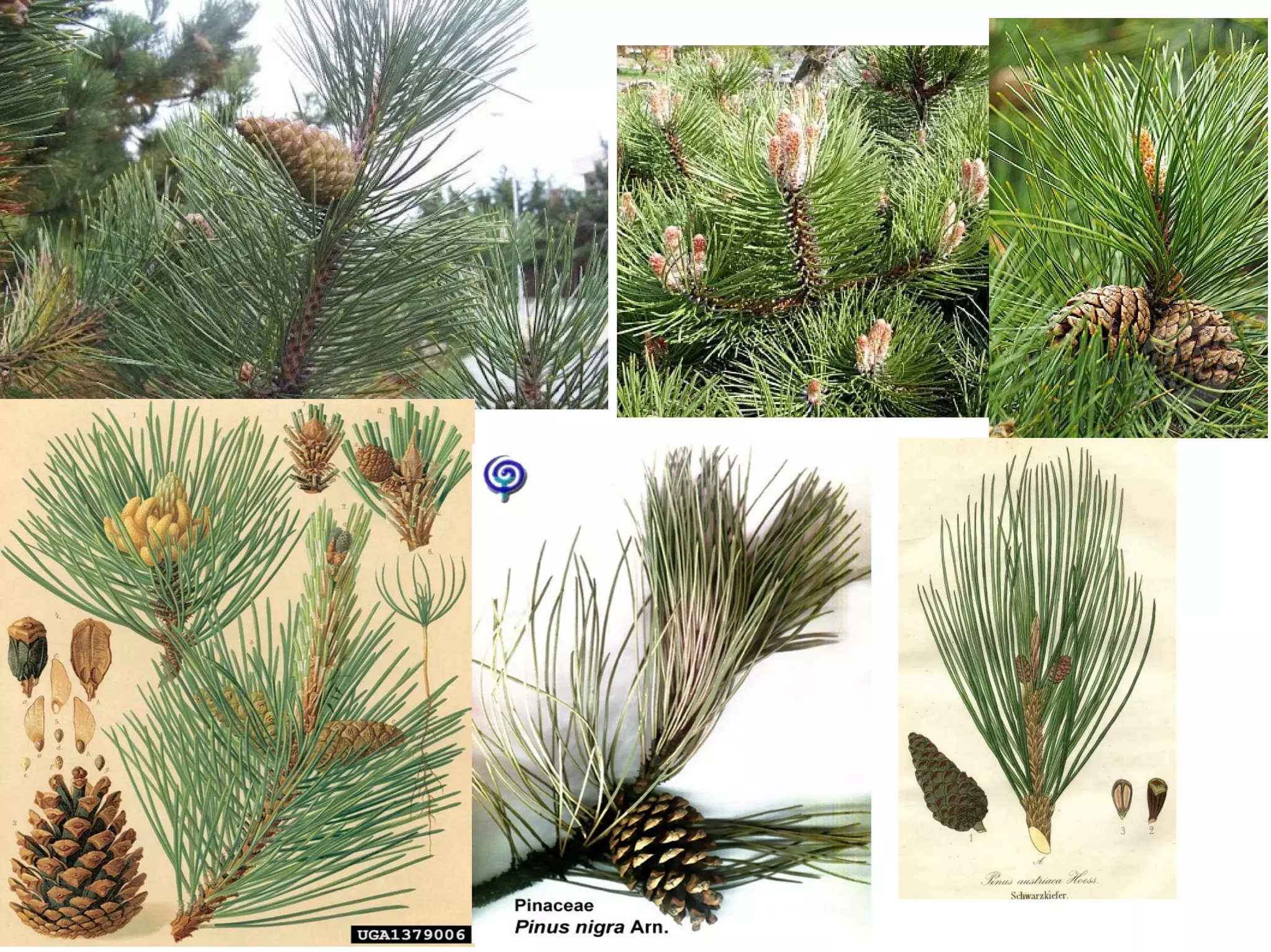 Pinaceae Genera Reconocimiento pinaceae genero pinus | PPT