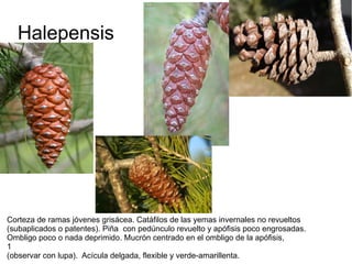 Halepensis




Corteza de ramas jóvenes grisácea. Catáfilos de las yemas invernales no revueltos
(subaplicados o patentes). Piña con pedúnculo revuelto y apófisis poco engrosadas.
Ombligo poco o nada deprimido. Mucrón centrado en el ombligo de la apófisis,
1
(observar con lupa). Acícula delgada, flexible y verde-amarillenta.
 