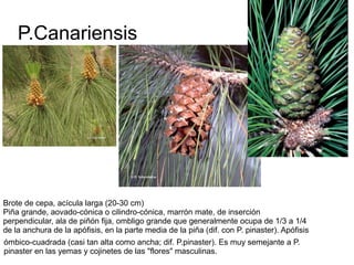 P.Canariensis




Brote de cepa, acícula larga (20-30 cm)
Piña grande, aovado-cónica o cilindro-cónica, marrón mate, de inserción
perpendicular, ala de piñón fija, ombligo grande que generalmente ocupa de 1/3 a 1/4
de la anchura de la apófisis, en la parte media de la piña (dif. con P. pinaster). Apófisis
ómbico-cuadrada (casi tan alta como ancha; dif. P.pinaster). Es muy semejante a P.
pinaster en las yemas y cojinetes de las "flores" masculinas.
 
