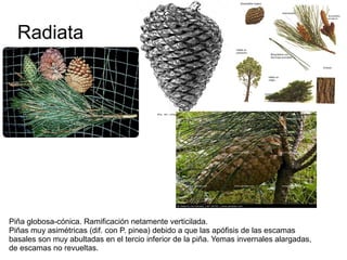 Radiata




Piña globosa-cónica. Ramificación netamente verticilada.
Piñas muy asimétricas (dif. con P. pinea) debido a que las apófisis de las escamas
basales son muy abultadas en el tercio inferior de la piña. Yemas invernales alargadas,
de escamas no revueltas.
 