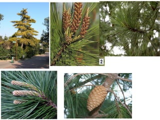 Reconocimiento pinaceae genero pinus