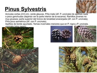 Pinus Sylvestris
Acículas cortas (2-6 cm), verde glaucas. Piña mate (dif. P. uncinata) de apófisis nada
o poco ganchudas (dejando ver la parte interior de la escama). Ramillos jóvenes no
muy gruesos; parte superior del tronco de tonalidad anaranjada (dif. con P. uncinata).
Piña poco asimétrica (dif. con P. uncinata).
Apófisis de borde apuntado. Yemas invernales menores que en P. nigra y P. uncinata.
uncinata (pino negro)
 