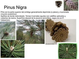 Pinus Nigra
Piña con la parte superior del ombligo generalmente deprimida (o plana) y mucronada
(mucrón excéntrico).
Apófisis de borde redondeado. Yemas invernales agudas con catáfilos aplicados y
cubiertos de resina. Superficie abaxial de la escama seminífera, negra (no en P.
halepensis).
 