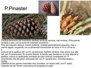 P.Pinaster




Corteza del tronco (en individuos adultos) de tonos oscuros, rojo-vinosos. Piña grande
sentada o casi, con el punto de inserción excéntrico.
Piña de inserción oblicua, marrón brillante; ombligo generalmente pequeño, más o
menos agudo, ocupando -en su dimensión transversal- en torno a 1/5 o 1/6 de la
2
anchura de la apófisis (dif. con P. canariensis). Apófisis rómbica, más ancha que alta
(dif. con P.canariensis). En la piña abierta, la banda que bordea en la cara abaxial la
apófisis, marca un apreciable contraste de color (menos contrastado en P.
canariensis). Ala del piñón articulada (dif. con P. canariensis). Acículas largas y
rígidas.
Catáfilos de las yemas invernales muy revueltos, sin resina (difs. con P. nigra).
Cojinetes de las "flores" masculinas en lengüeta revuelta.
 