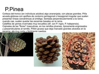 P.Pinea
Corteza del tronco (en individuos adultos) algo anaranjada, con placas grandes. Piña
aovado-globosa con apófisis de contorno pentagonal o hexagonal irregular que suelen
presentar líneas concéntricas al ombligo. Sentada perpendicularmente a la rama;
cuando cae, suelen quedar las escamas basales en la rama.
Catáfilos de yemas invernales muy revueltos (dif. con P. nigra, P. halepensis).
Cojinetes de las "flores" masculinas, en los ramillos jóvenes, típicamente engrosados
y perpendiculares al ramillo. Piñón grueso que deja marcado grandes alveolos en la
escama; ala muy corta y fácilmente caediza.
 