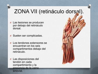 ZONAS VIII y IX (antebrazo).
O Suelen estar asociadas con
  lesiones vasculares o
  nerviosas.

O Los tendones dividido en...