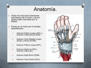 Anatomía.
O   Todos los músculos extensores
    extrínsecos de la mano y de los
    dedos están inervados por el
    Radia...