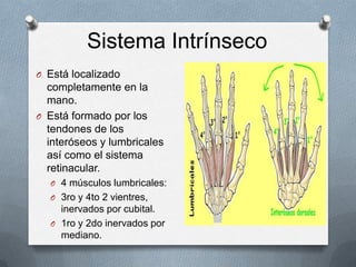 Sistema Intrínseco
O Está localizado
  completamente en la
  mano.
O Está formado por los
  tendones de los
  interóseos y...