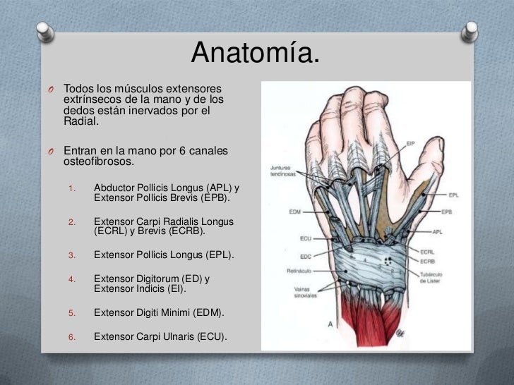 Extensores de la mano pdf creator