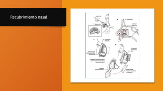 Recubrimiento nasal
 