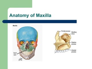 Anatomy of Maxilla
 