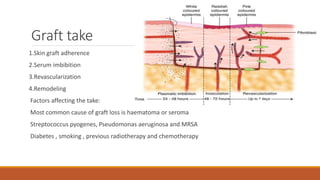 Graft take
1.Skin graft adherence
2.Serum imbibition
3.Revascularization
4.Remodeling
Factors affecting the take:
Most common cause of graft loss is haematoma or seroma
Streptococcus pyogenes, Pseudomonas aeruginosa and MRSA
Diabetes , smoking , previous radiotherapy and chemotherapy
 