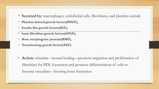 • Secreted by: macrophages, endothelial cells, fibroblasts, and platelets include
• Platelets derived growth factors(PDGF),
• Insulin like growth factors(IGF),
• basic fibroblast growth factors(bFGF),
• Bone morphogenic proteins(BMP),
• Transforming growth factors(TGF)
• Action: stimulate –wound healing—promote migration and proliferation of
fibroblast for PDL formation and promote differentiation of cells to
become osteoblast –favoring bone formation
 